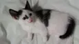 Tica