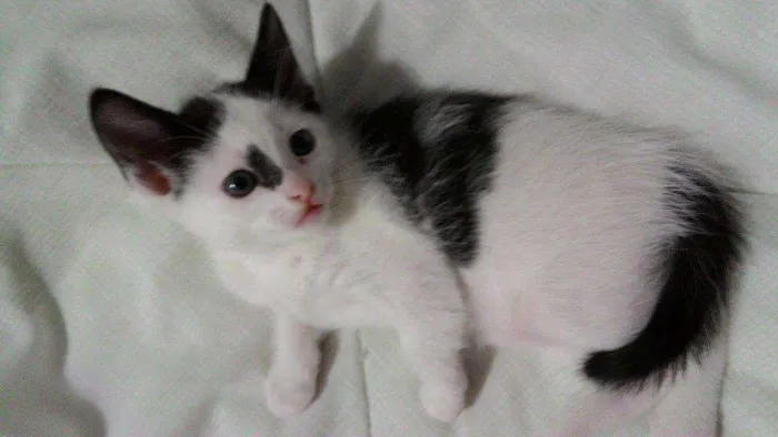 Gato ra a  idade Abaixo de 2 meses nome Tica