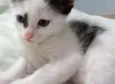 Tica