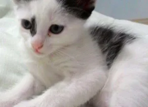 Gato raça  idade Abaixo de 2 meses nome Tica