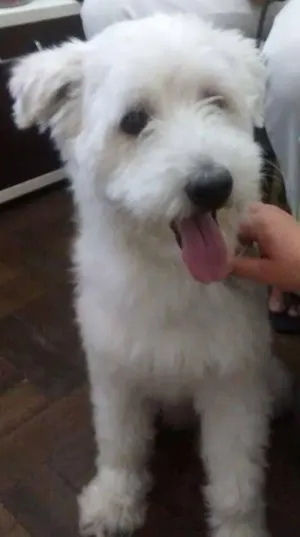 Cachorro raça Poodle idade  nome s/identificação