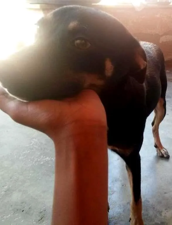 Cachorro ra a Raca indefinida idade 7 a 11 meses nome Balu 