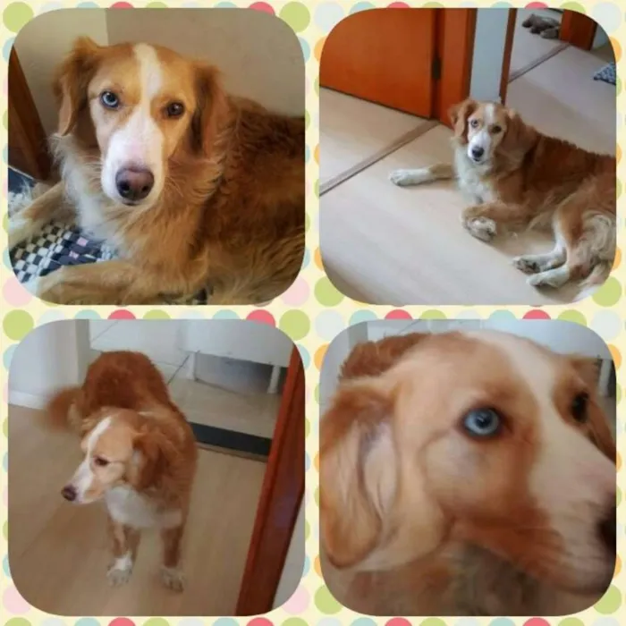 Cachorro ra a mistura  idade 3 anos nome ....