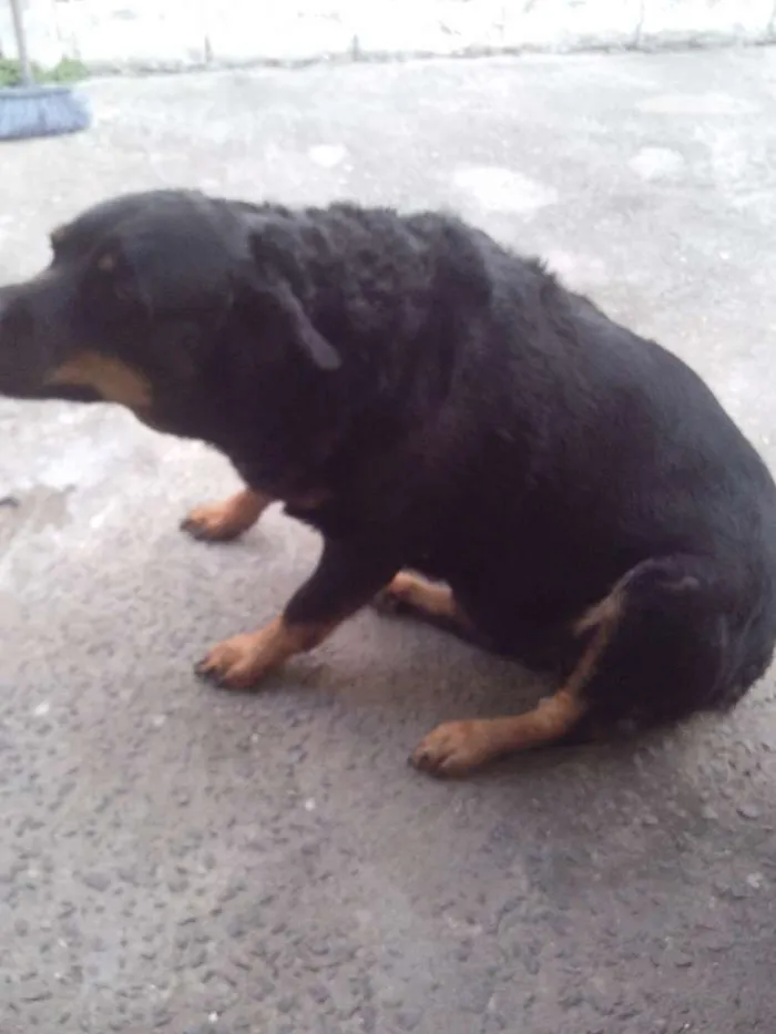 Cachorro ra a Rottweiler idade 3 anos nome shaiene