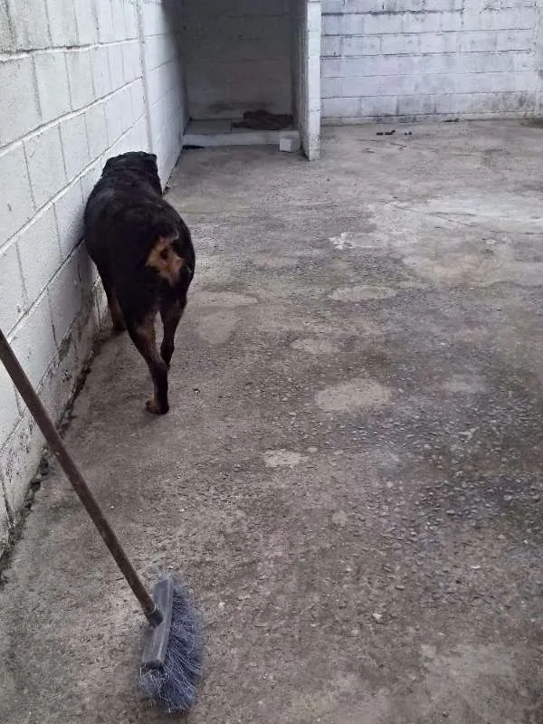 Cachorro ra a Rottweiler idade 3 anos nome shaiene