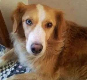Cachorro raça mistura  idade 3 anos nome ....