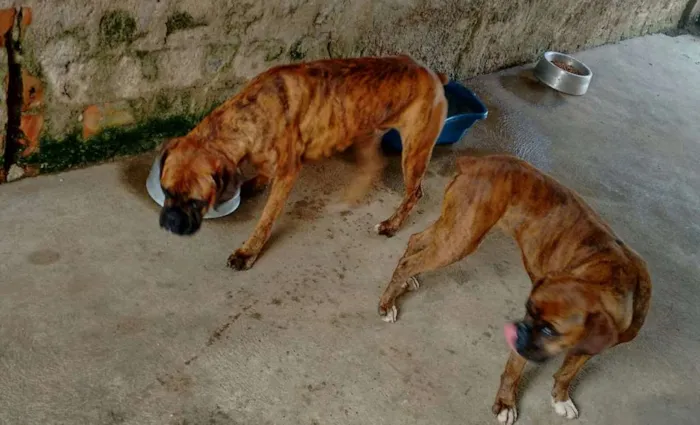 Cachorro ra a Boxer idade 5 anos nome Bonnie e Clayd