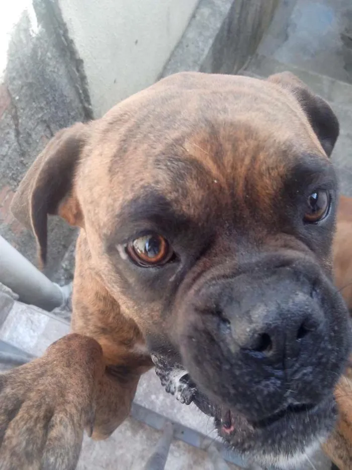 Cachorro ra a Boxer idade 5 anos nome Bonnie e Clayd