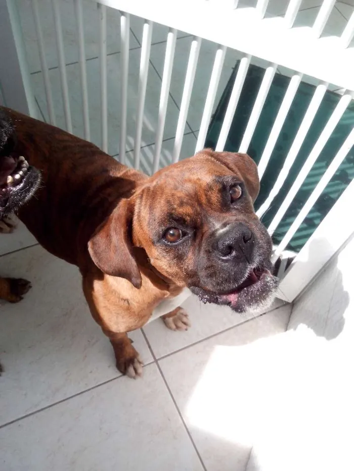 Cachorro ra a Boxer idade 5 anos nome Bonnie e Clayd
