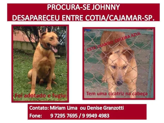 Cachorro ra a SRD idade 2 anos nome Johnny