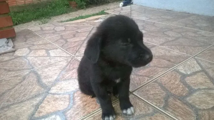Cachorro ra a viralata idade Abaixo de 2 meses nome sem nome