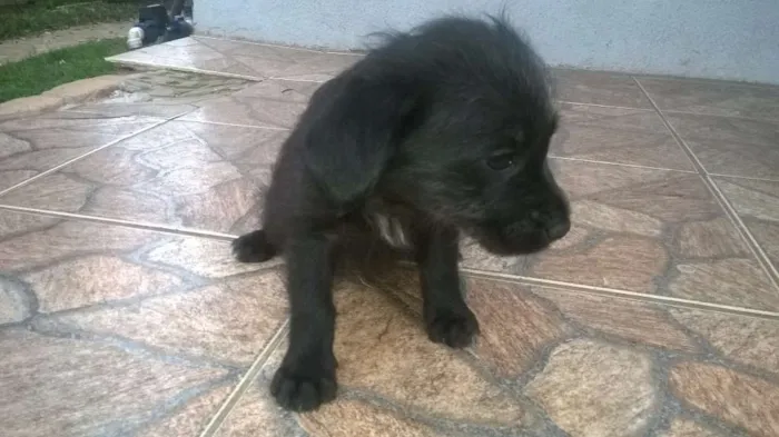 Cachorro ra a viralata idade Abaixo de 2 meses nome sem nome