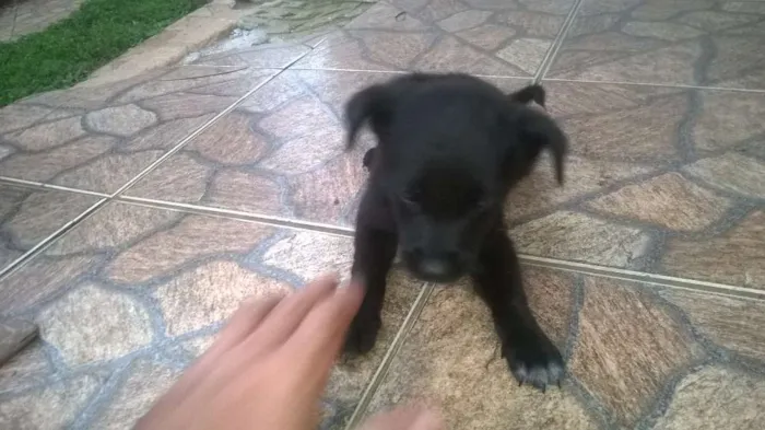Cachorro ra a viralata idade Abaixo de 2 meses nome sem nome