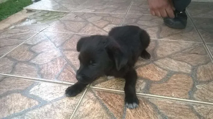 Cachorro ra a viralata idade Abaixo de 2 meses nome sem nome