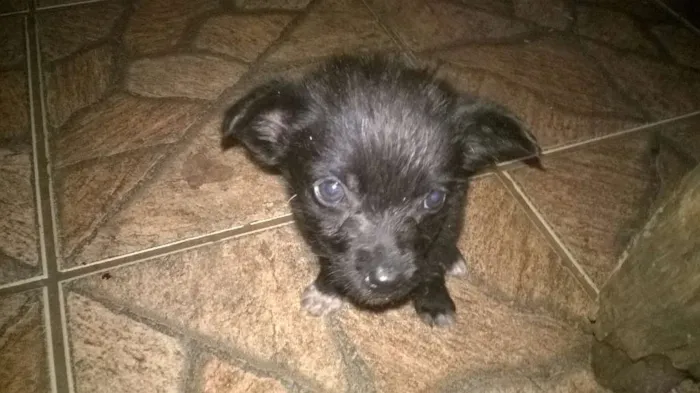 Cachorro ra a viralata idade Abaixo de 2 meses nome sem nome