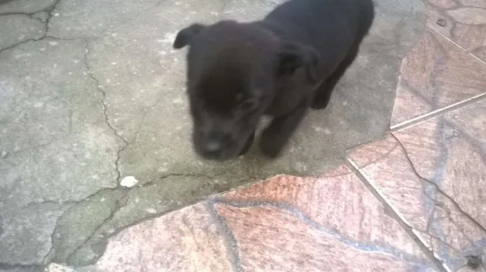 Cachorro ra a viralata idade Abaixo de 2 meses nome sem nome