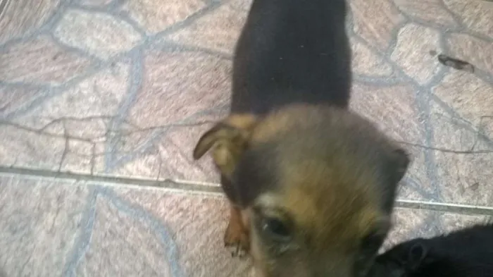 Cachorro ra a viralata idade Abaixo de 2 meses nome sem nome
