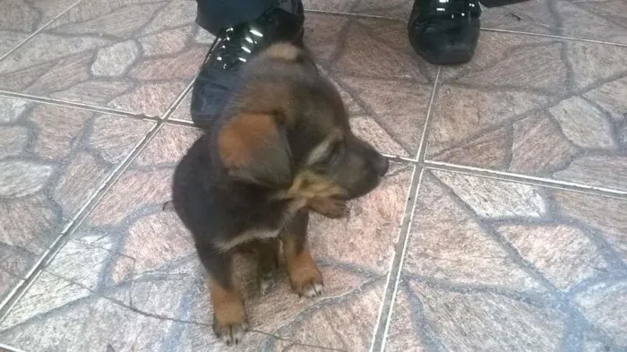 Cachorro ra a viralata idade Abaixo de 2 meses nome sem nome