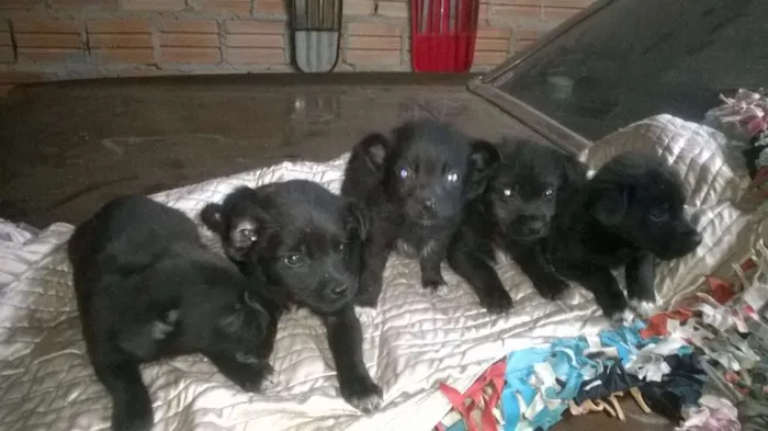 Cachorro ra a viralata idade Abaixo de 2 meses nome sem nome