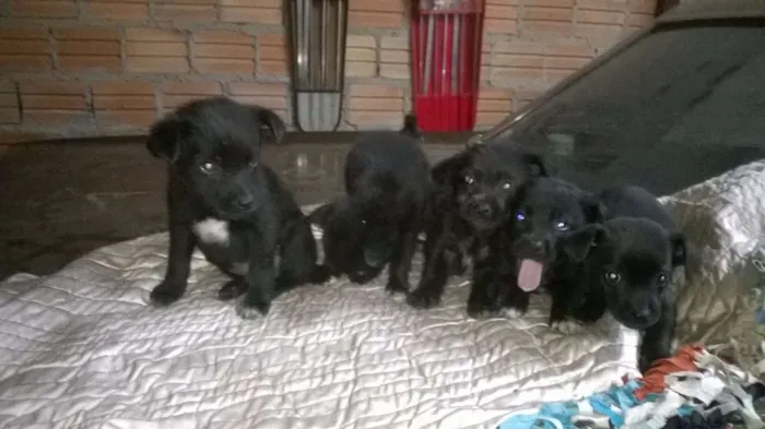 Cachorro ra a viralata idade Abaixo de 2 meses nome sem nome