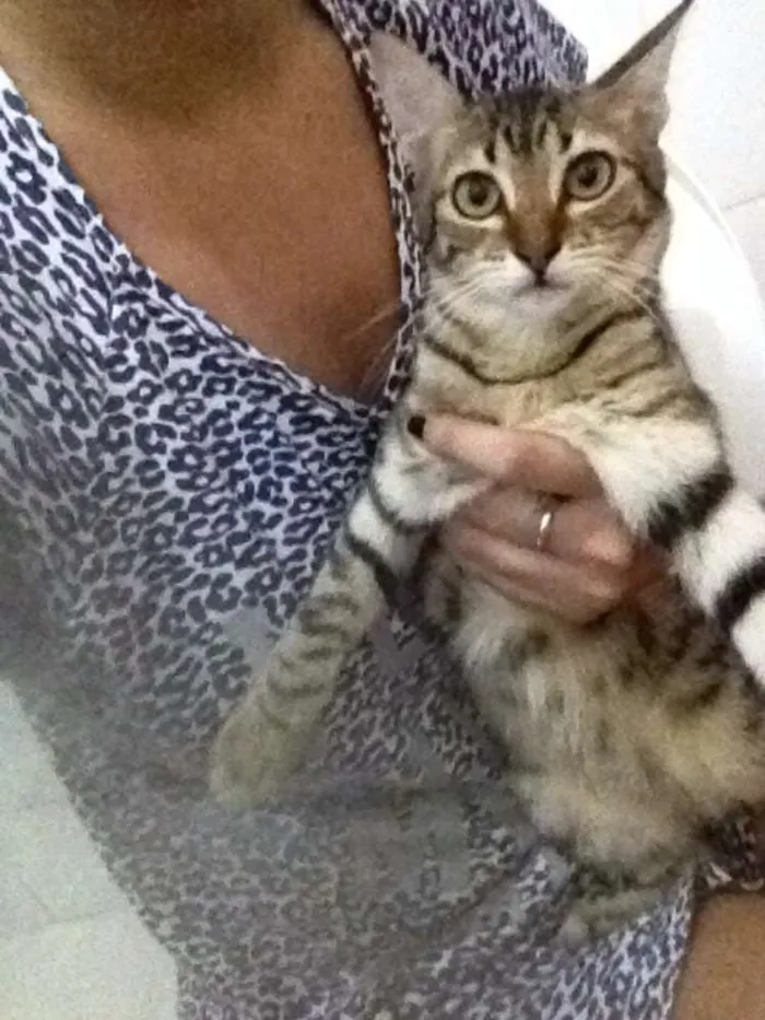 Gato raça SRD idade 2 a 6 meses nome Belinha