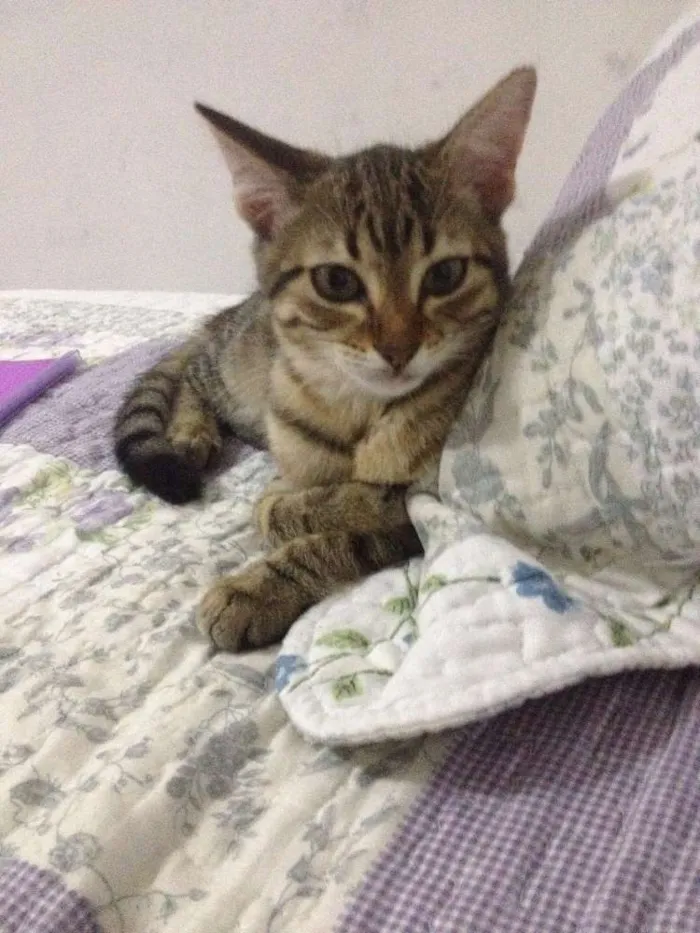 Gato raça SRD idade 2 a 6 meses nome Belinha