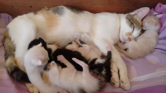 Gato ra a Gatos  idade Abaixo de 2 meses nome Gatos 