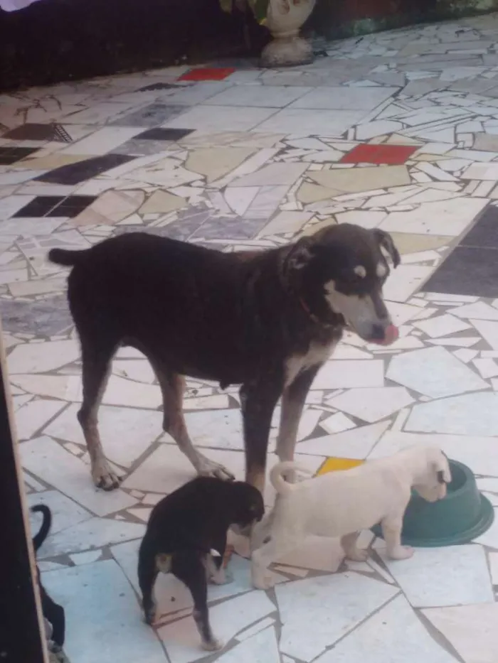 Cachorro raça Vira latas idade 2 a 6 meses nome Filhotes