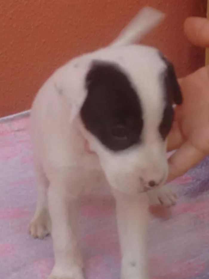 Cachorro raça Vira latas idade 2 a 6 meses nome Filhotes