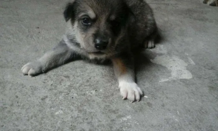 Cachorro raça mestiço idade Abaixo de 2 meses nome Filhote