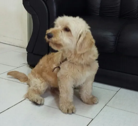 Cachorro ra a Poodle  idade 1 ano nome Bob