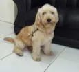 Bob