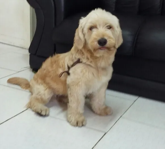 Cachorro ra a Poodle  idade 1 ano nome Bob
