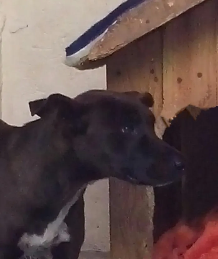Cachorro ra a srd idade 1 ano nome Laisa