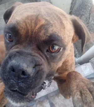 Cachorro raça Boxer idade 5 anos nome Bonnie e Clayd
