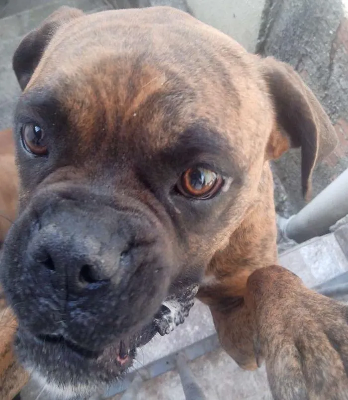 Cachorro ra a Boxer idade 5 anos nome Bonnie e Clayd