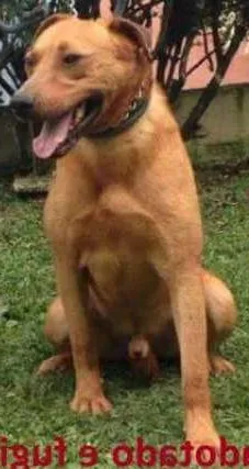 Cachorro ra a SRD idade 2 anos nome Johnny