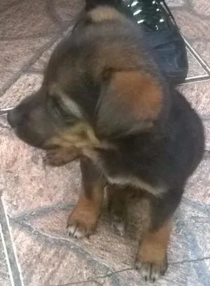 Cachorro raça viralata idade Abaixo de 2 meses nome sem nome