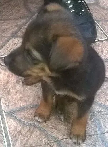 Cachorro ra a viralata idade Abaixo de 2 meses nome sem nome