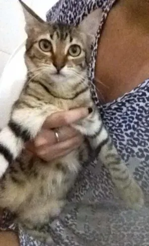 Gato raça SRD idade 2 a 6 meses nome Belinha