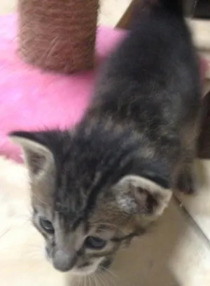 Gato raça SRD idade Abaixo de 2 meses nome Sem nome