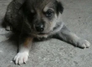 Cachorro raça mestiço idade Abaixo de 2 meses nome Filhote