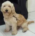 Bob