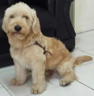 Cachorro raça Poodle  idade 1 ano nome Bob