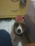 Gordo