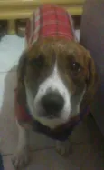 Gordo
