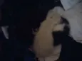 gato