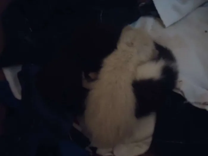 Gato raça vira-lata idade Abaixo de 2 meses nome gato