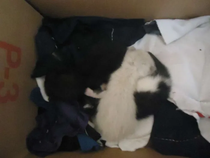 Gato raça vira-lata idade Abaixo de 2 meses nome gato