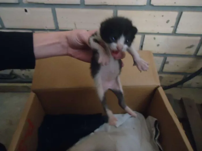 Gato raça vira-lata idade Abaixo de 2 meses nome gato